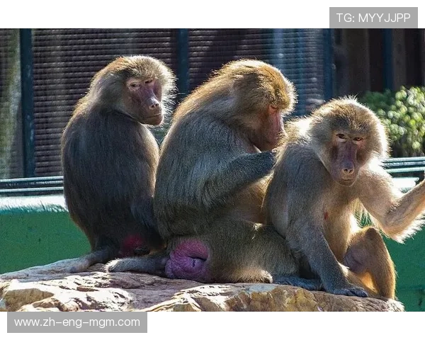 三只动物联手逃生挑战激斗冒险历程揭秘